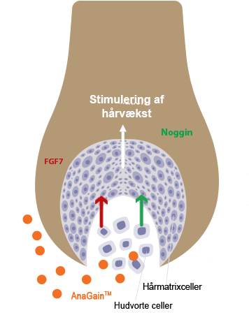Locerin Scheme